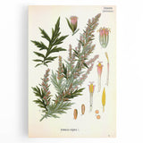 Vintage Botanical Illustration of Artemisia – Botanical Art Prints
