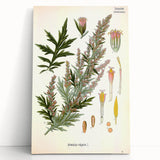 Vintage Botanical Illustration of Artemisia – Botanical Art Prints