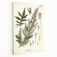 Vintage Botanical Illustration of Artemisia – Botanical Art Prints