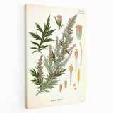 Vintage Botanical Illustration of Artemisia – Botanical Art Prints