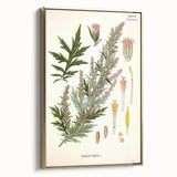 Vintage Botanical Illustration of Artemisia – Botanical Art Prints