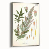 Vintage Botanical Illustration of Artemisia – Botanical Art Prints