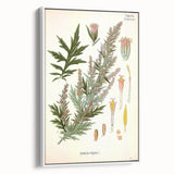 Vintage Botanical Illustration of Artemisia – Botanical Art Prints