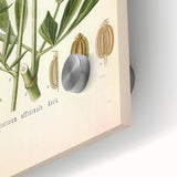 Vintage Botanical Illustration of Lovage – Botanical Art Prints