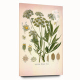 Vintage Botanical Illustration of Lovage – Botanical Art Prints