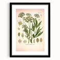 Vintage Botanical Illustration of Lovage – Botanical Art Prints