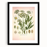 Vintage Botanical Illustration of Lovage – Botanical Art Prints