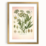 Vintage Botanical Illustration of Lovage – Botanical Art Prints