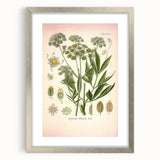 Vintage Botanical Illustration of Lovage – Botanical Art Prints