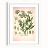 Vintage Botanical Illustration of Lovage – Botanical Art Prints