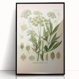 Vintage Botanical Illustration of Lovage – Botanical Art Prints