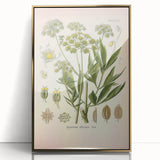 Vintage Botanical Illustration of Lovage – Botanical Art Prints
