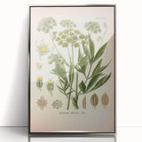 Vintage Botanical Illustration of Lovage – Botanical Art Prints