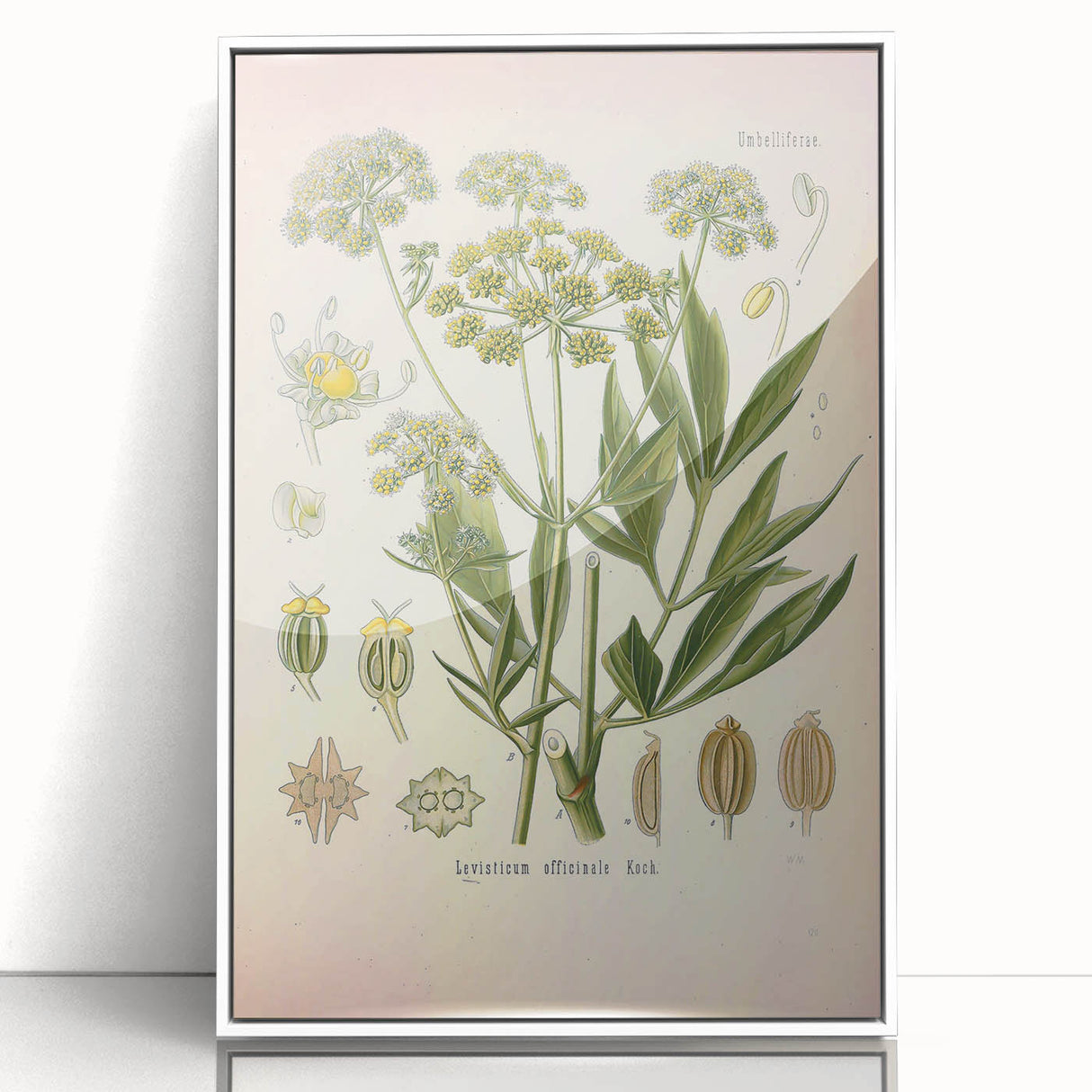 Vintage Botanical Illustration of Lovage – Botanical Art Prints