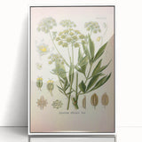 Vintage Botanical Illustration of Lovage – Botanical Art Prints