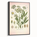 Vintage Botanical Illustration of Lovage – Botanical Art Prints