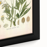 Vintage Botanical Illustration of Lovage – Botanical Art Prints