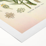 Vintage Botanical Illustration of Lovage – Botanical Art Prints