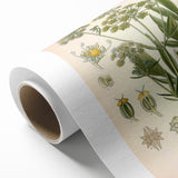 Vintage Botanical Illustration of Lovage – Botanical Art Prints