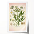 Vintage Botanical Illustration of Lovage – Botanical Art Prints