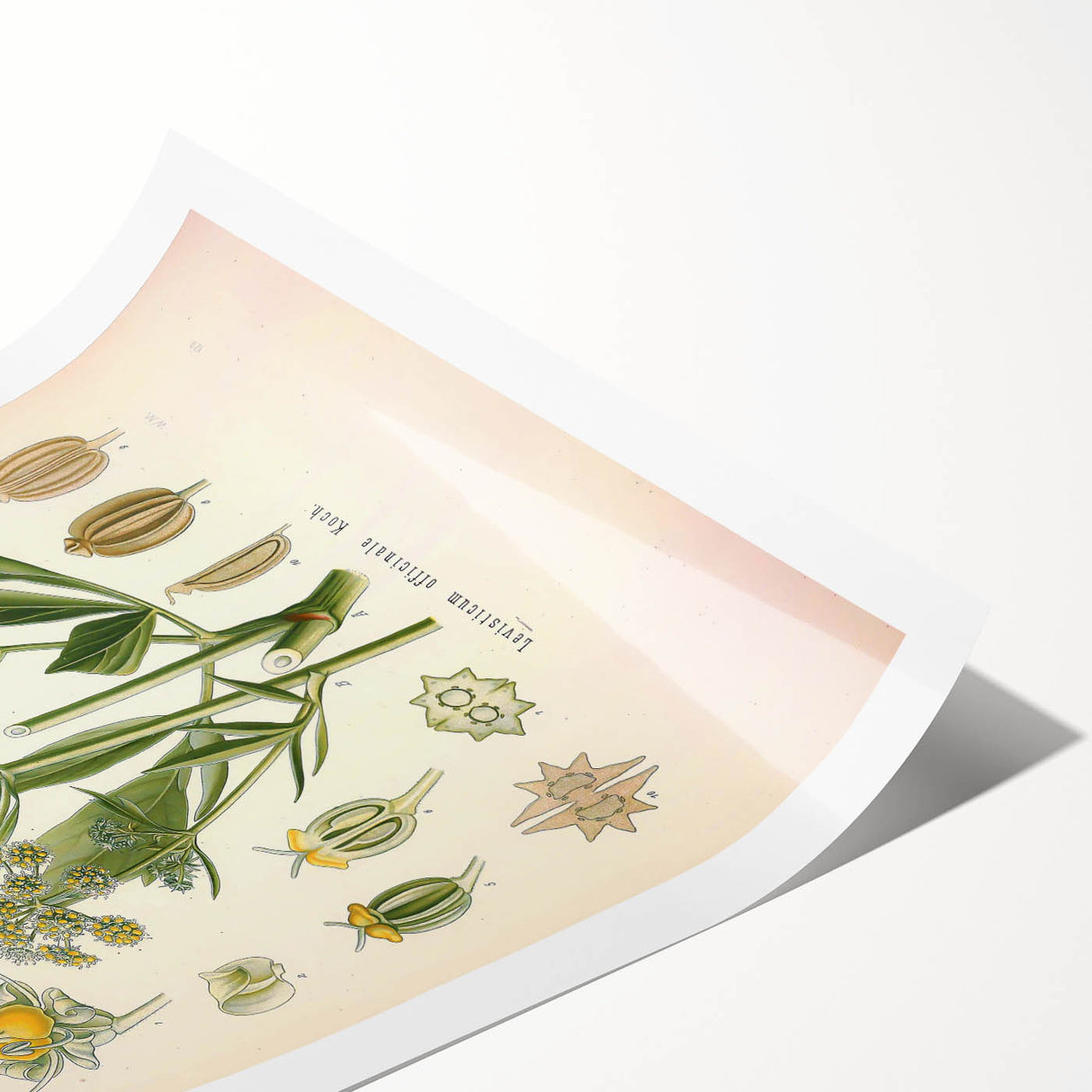 Vintage Botanical Illustration of Lovage – Botanical Art Prints