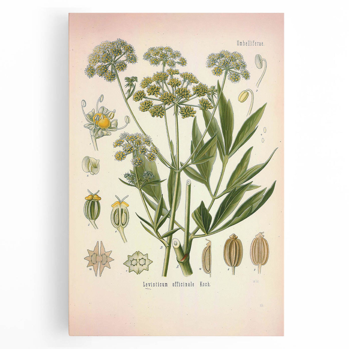 Vintage Botanical Illustration of Lovage – Botanical Art Prints