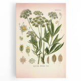 Vintage Botanical Illustration of Lovage – Botanical Art Prints