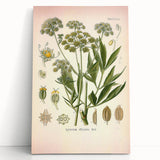 Vintage Botanical Illustration of Lovage – Botanical Art Prints