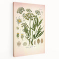 Vintage Botanical Illustration of Lovage – Botanical Art Prints