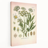 Vintage Botanical Illustration of Lovage – Botanical Art Prints