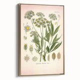 Vintage Botanical Illustration of Lovage – Botanical Art Prints