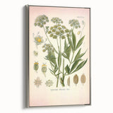 Vintage Botanical Illustration of Lovage – Botanical Art Prints