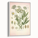 Vintage Botanical Illustration of Lovage – Botanical Art Prints