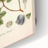 Vintage Botanical Illustration of Guaiacum – Botanical Art Prints