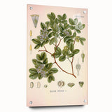 Vintage Botanical Illustration of Guaiacum – Botanical Art Prints