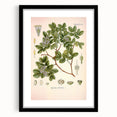 Vintage Botanical Illustration of Guaiacum – Botanical Art Prints