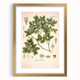 Vintage Botanical Illustration of Guaiacum – Botanical Art Prints