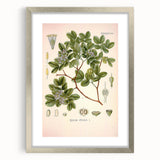 Vintage Botanical Illustration of Guaiacum – Botanical Art Prints