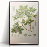 Vintage Botanical Illustration of Guaiacum – Botanical Art Prints