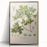 Vintage Botanical Illustration of Guaiacum – Botanical Art Prints