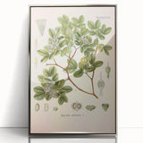 Vintage Botanical Illustration of Guaiacum – Botanical Art Prints