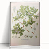 Vintage Botanical Illustration of Guaiacum – Botanical Art Prints