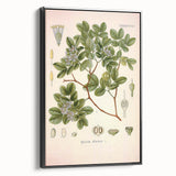 Vintage Botanical Illustration of Guaiacum – Botanical Art Prints