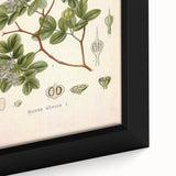 Vintage Botanical Illustration of Guaiacum – Botanical Art Prints