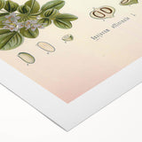 Vintage Botanical Illustration of Guaiacum – Botanical Art Prints