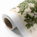 Vintage Botanical Illustration of Guaiacum – Botanical Art Prints