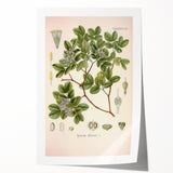 Vintage Botanical Illustration of Guaiacum – Botanical Art Prints