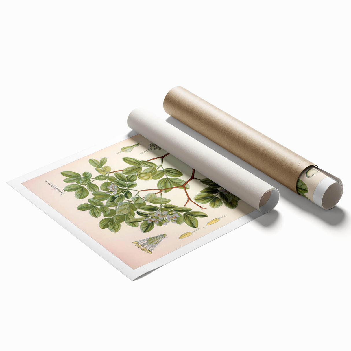 Vintage Botanical Illustration of Guaiacum – Botanical Art Prints