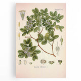 Vintage Botanical Illustration of Guaiacum – Botanical Art Prints