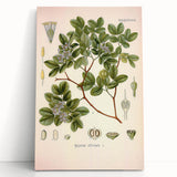 Vintage Botanical Illustration of Guaiacum – Botanical Art Prints